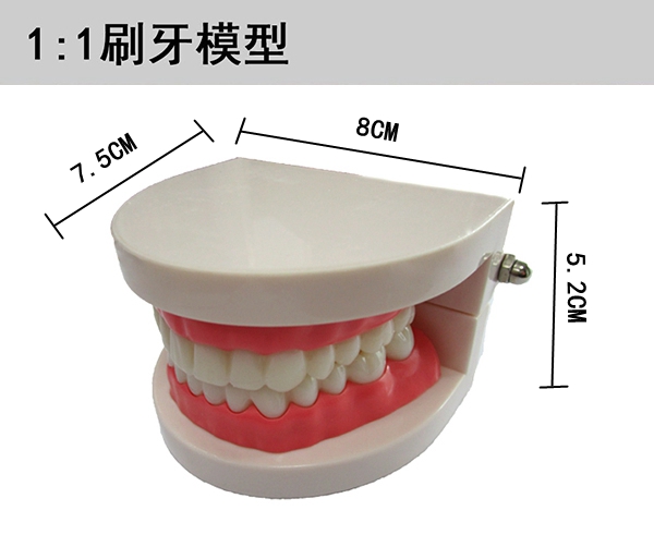 牙护理保健模型（自然大）